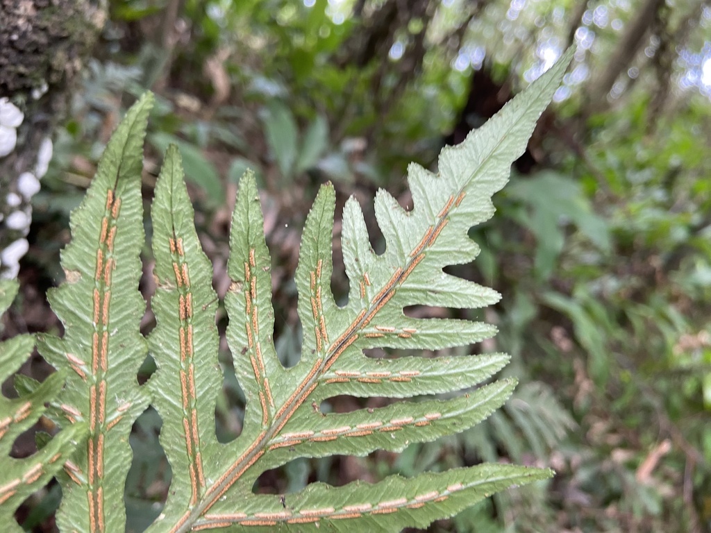 Woodwardia kempii (Woodwardia kempii)