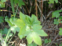 Ribes glandulosum