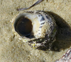 Austrocochlea constricta