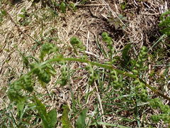 Dryopteris campyloptera