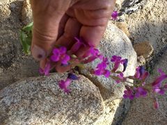Penstemon clevelandii connatus