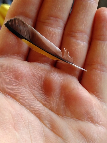 Plume de Chardonneret élégant