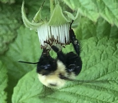 Bombus bimaculatus