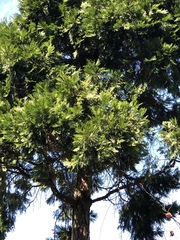 Calocedrus
