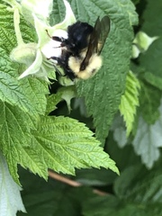 Bombus bimaculatus