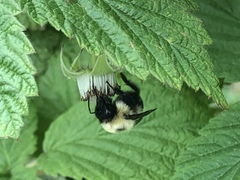 Bombus bimaculatus