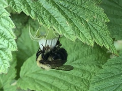 Bombus bimaculatus