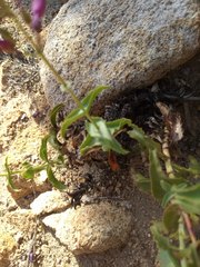 Penstemon clevelandii connatus