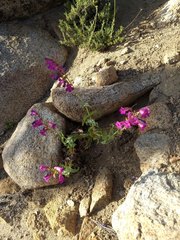 Penstemon clevelandii connatus