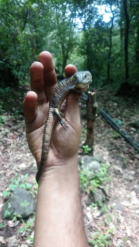 Herrera's Alligator Lizard