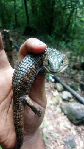 Herrera's Alligator Lizard