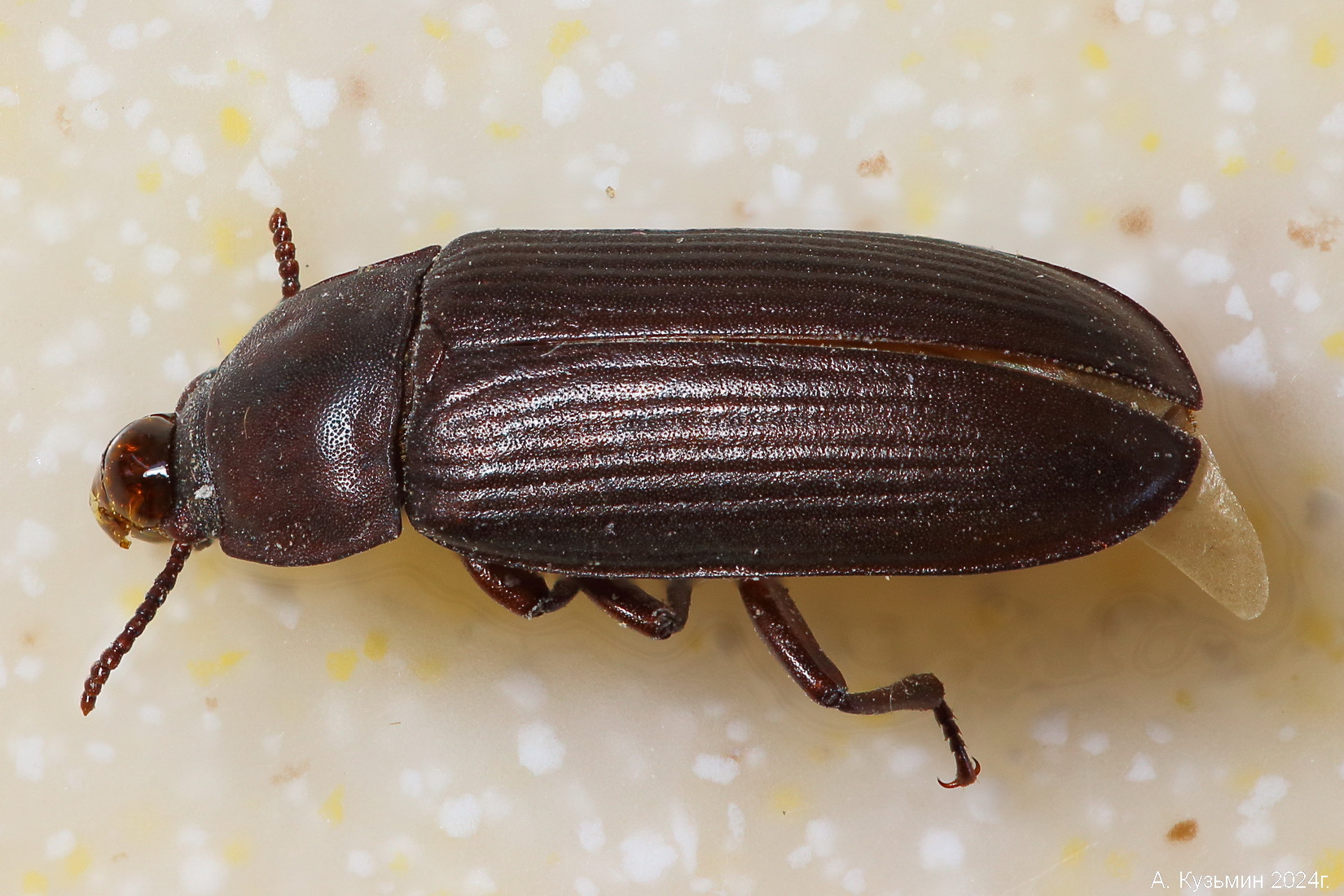 Большой Мучной Хрущак (Tenebrio molitor)
