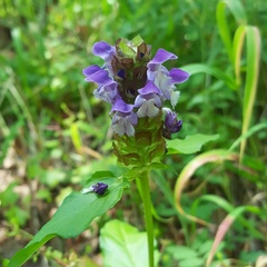 Prunella vulgaris lanceolata