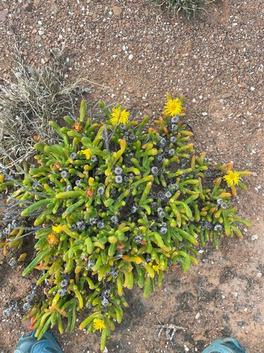 Glottiphyllum difforme, photograph 5