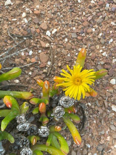 Twisted Tonguefig (Glottiphyllum difforme)