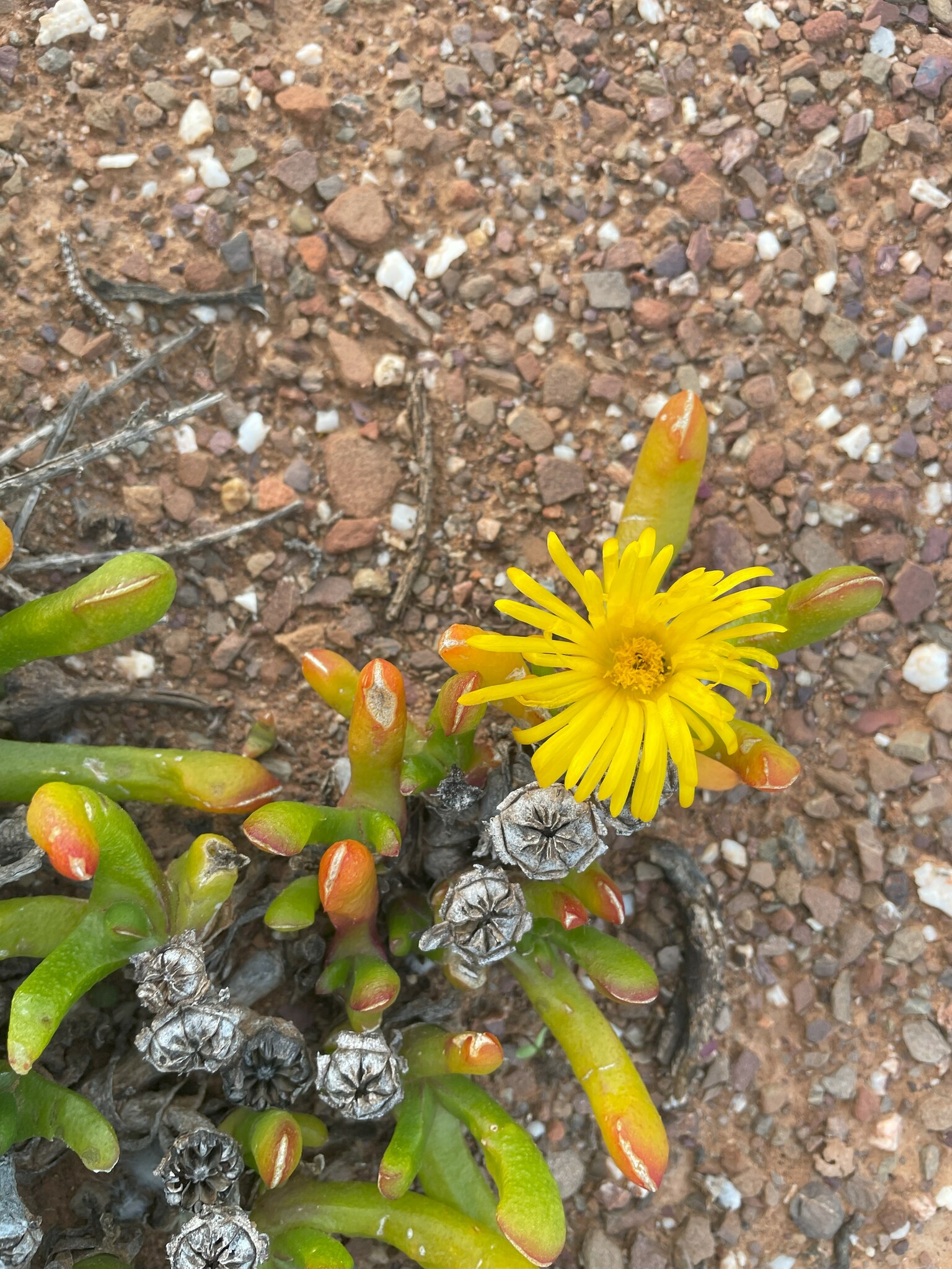 Twisted Tonguefig (Glottiphyllum difforme)