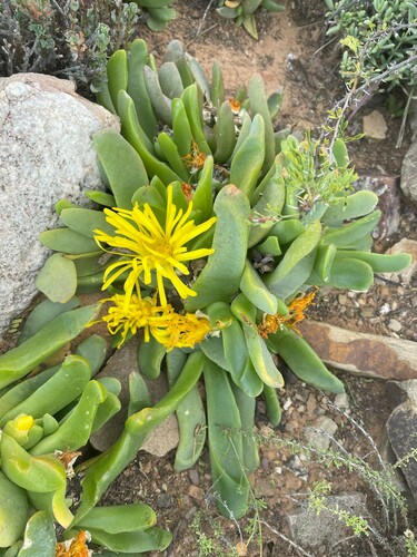 Grand Tonguefig (Glottiphyllum grandiflorum)