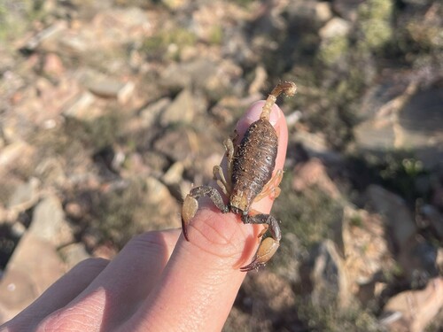 Karoo Burrowing Scorpion