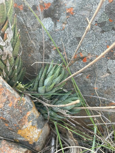 Haworthiopsis glauca