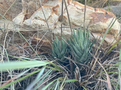 Blue Haworthia (Haworthiopsis glauca)
