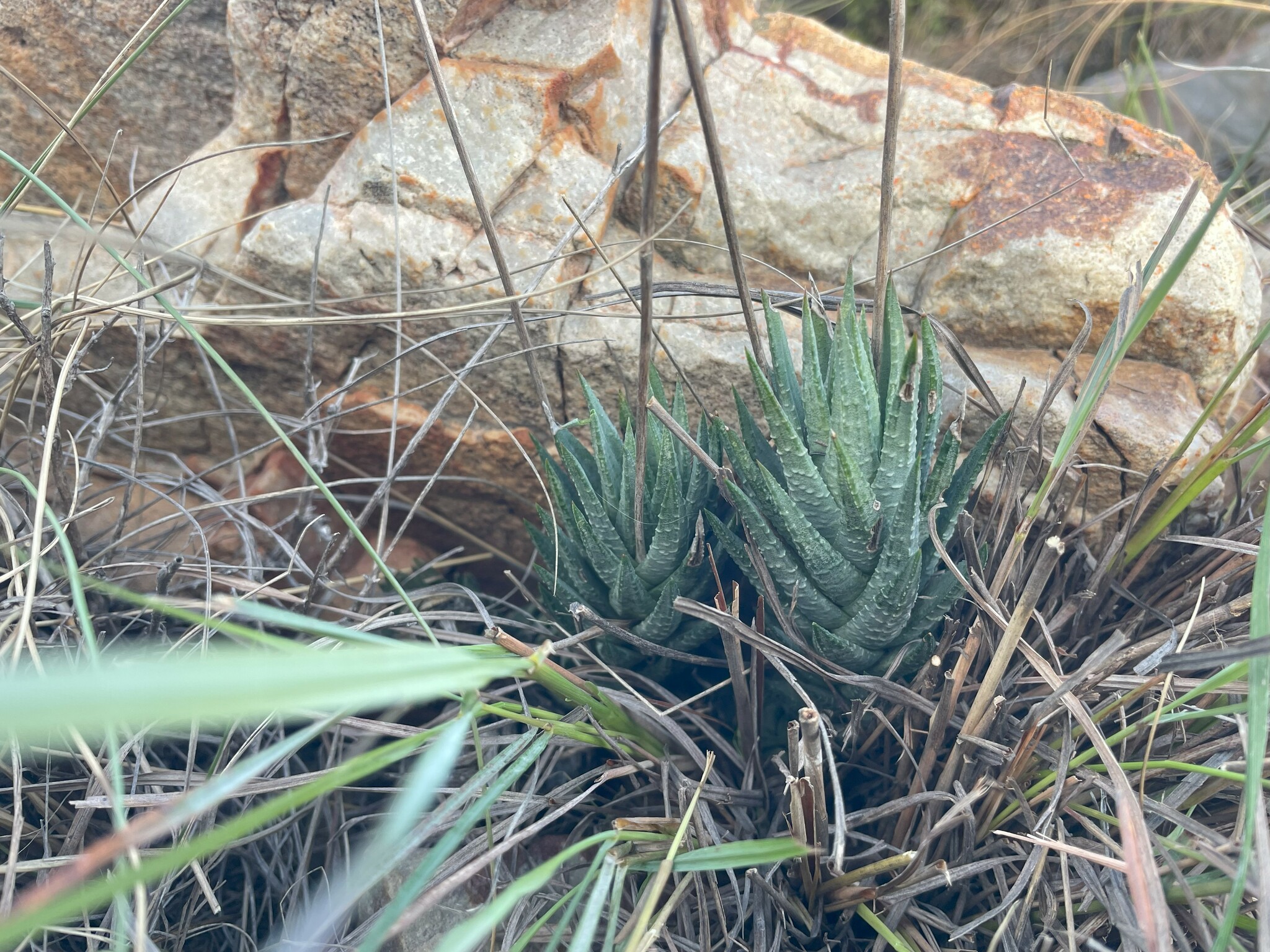 Blue Haworthia (Haworthiopsis glauca)
