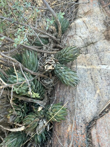 Haworthiopsis glauca
