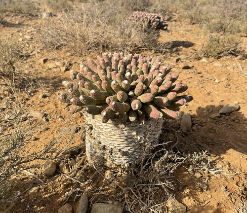 Vingerpol Milkbush (Euphorbia esculenta)