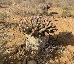 Euphorbia esculenta