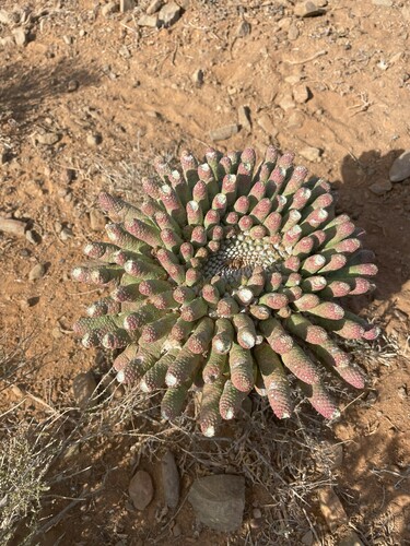 Euphorbia esculenta, photograph 1