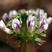 Trifolium obtusiflorum - Photo (c) David Hofmann, algunos derechos reservados (CC BY-NC-ND)