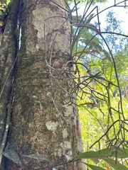 Rhipsalis pilocarpa, photograph (c) Pedro Alvaro Neves, some rights reserved (CC BY)