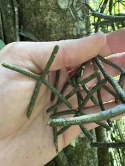 Rhipsalis pilocarpa, photograph (c) Pedro Alvaro Neves, some rights reserved (CC BY)