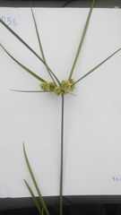 Cyperus luzulae
