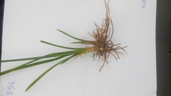 Cyperus luzulae