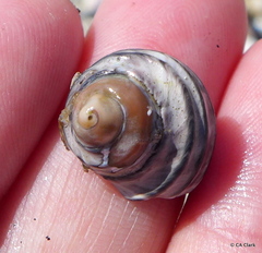 Austrocochlea constricta