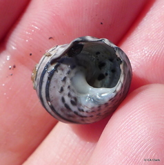 Austrocochlea constricta