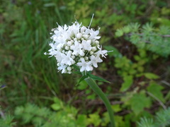 Valeriana uliginosa