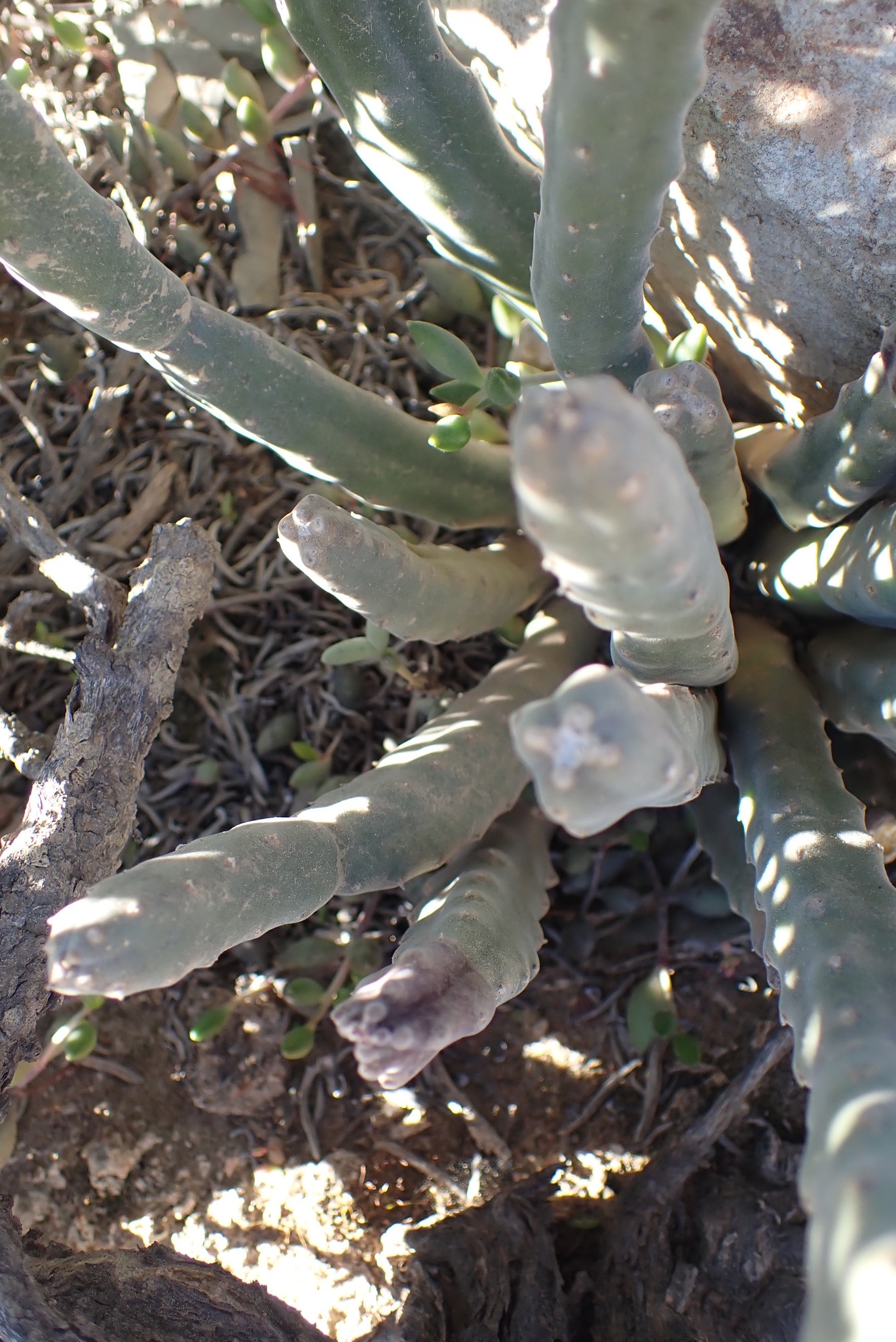 Imagem de Flor-cadáver