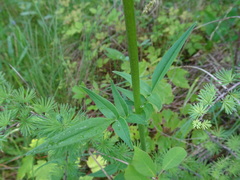 Valeriana uliginosa