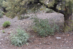 Stanleya pinnata pinnata