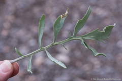 Stanleya pinnata pinnata