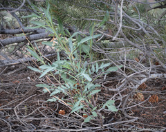 Stanleya pinnata pinnata