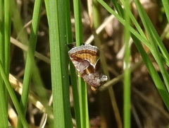Deltote bellicula