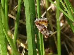 Deltote bellicula