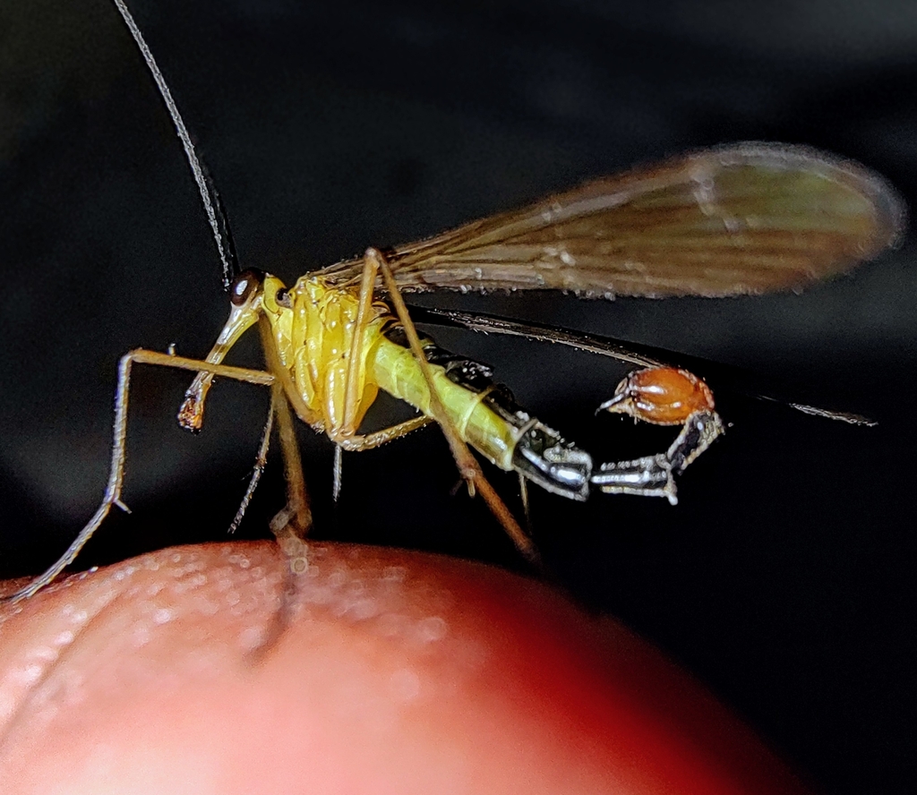Neopanorpa nipalica