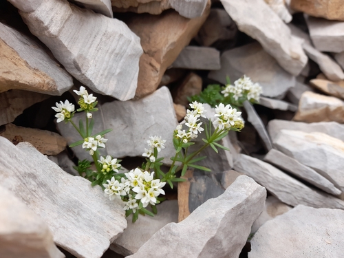 Cushion bedstraw (Galium saxosum)