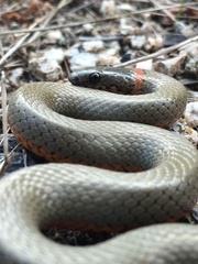 Diadophis punctatus modestus