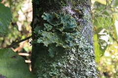 Yarrumia colensoi