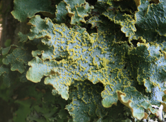 Yarrumia colensoi