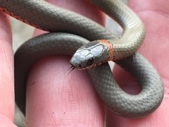 Diadophis punctatus modestus
